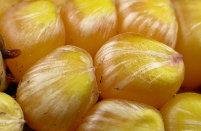 Ear Rots in Corn and Their Effects